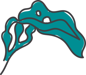 drawing of bull kelp
