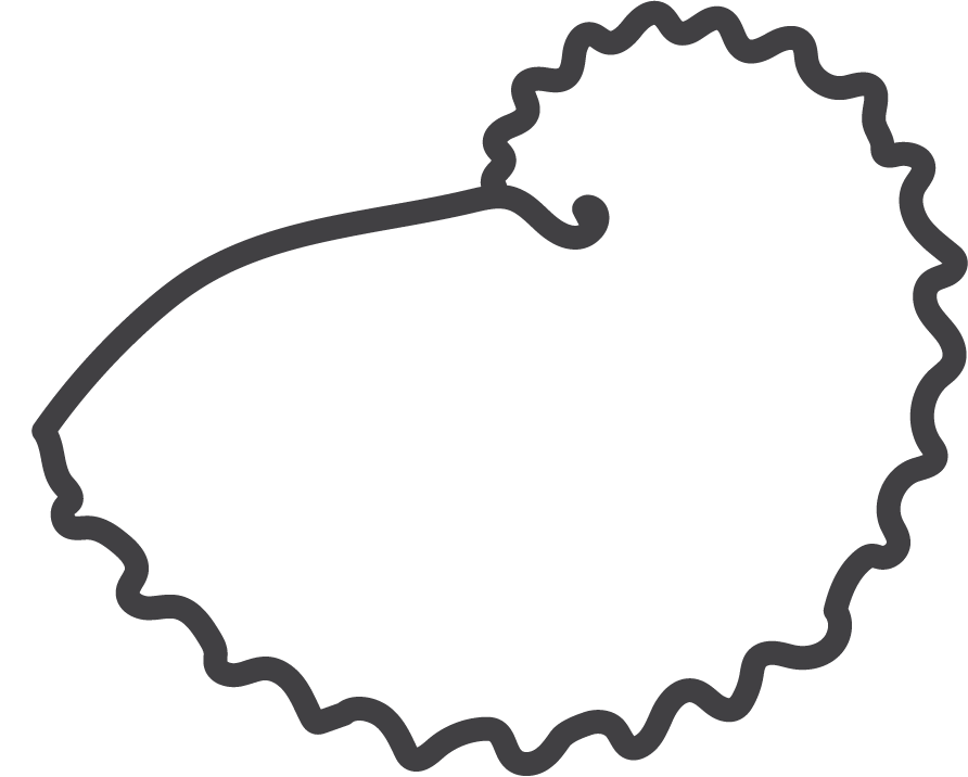 nautilus sea shell drawing
