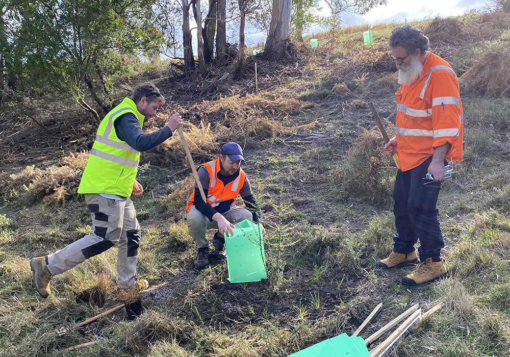 Students planting tress and rehabilitating bushland