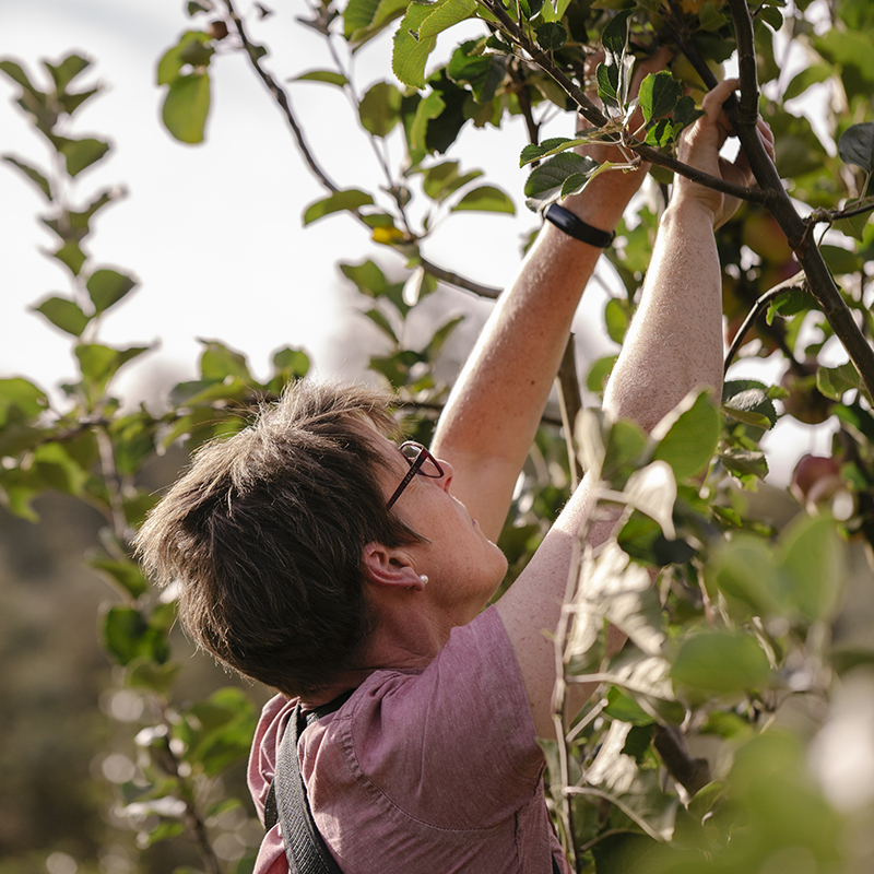Labourer pickling fruit in an orchard