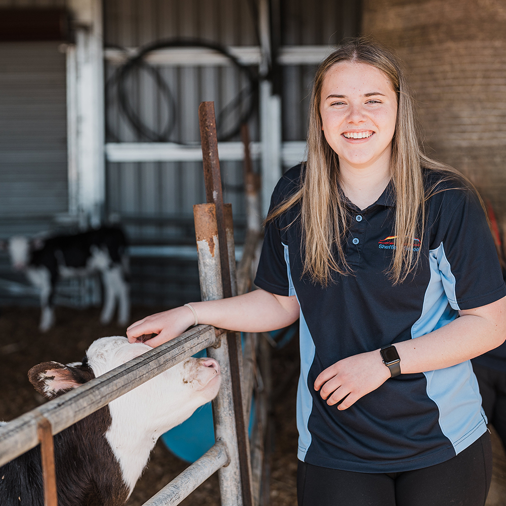 Female teenager patting a calf at a dairy farm